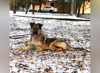 Wundervolle Lapa sucht ihre treuen Menschen