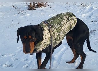 JARAH - liebe, wunderschöne Hündin sucht ihr Zuhause