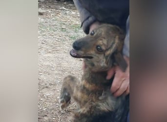 Beethoven möchte endlich ein Zuhause