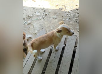 Tala sucht sein Herz-Zuhause