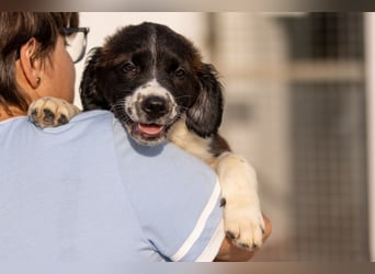 Ozzy kleiner Herzensbrecher sucht seine Familie