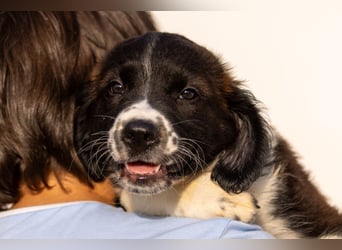Ozzy kleiner Herzensbrecher sucht seine Familie