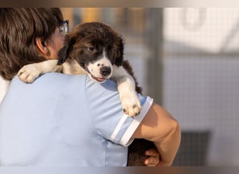 Taylor kleines Welpenherz sucht großes Familienglück