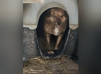Beethoven möchte endlich ein Zuhause