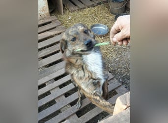 Beethoven möchte endlich ein Zuhause