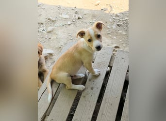 Tala sucht sein Herz-Zuhause