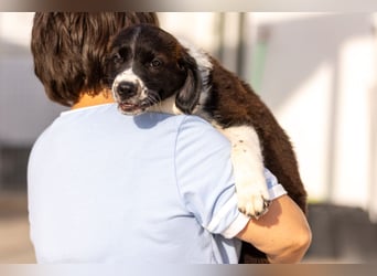 Ozzy kleiner Herzensbrecher sucht seine Familie