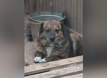 Beethoven möchte endlich ein Zuhause