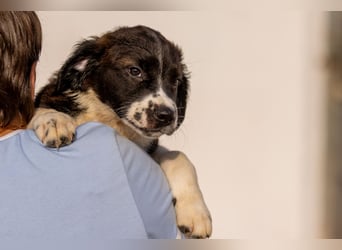 Ozzy kleiner Herzensbrecher sucht seine Familie