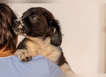 Ozzy kleiner Herzensbrecher sucht seine Familie