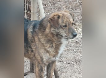 Beethoven möchte endlich ein Zuhause