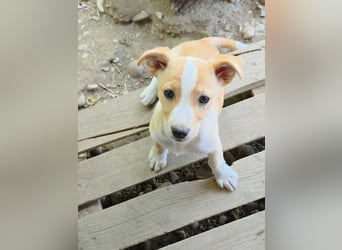 Tala sucht sein Herz-Zuhause