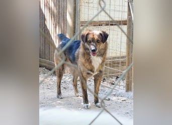 Beethoven möchte endlich ein Zuhause