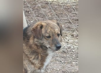 Beethoven möchte endlich ein Zuhause