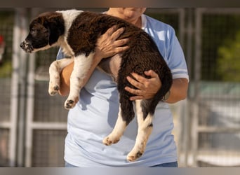 Ozzy kleiner Herzensbrecher sucht seine Familie