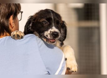 Ozzy kleiner Herzensbrecher sucht seine Familie