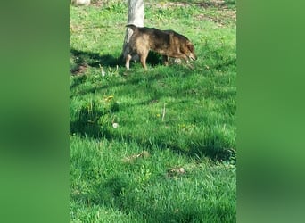 Beethoven möchte endlich ein Zuhause