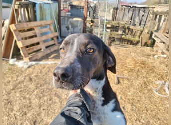 Loki - Ein Traumhund sucht sein Zuhause