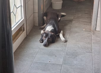 Loki - Ein Traumhund sucht sein Zuhause