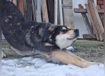 Lola - zarte Hundeseele mit großem Potenzial wartet auf ihr Für-Immer-Zuhause