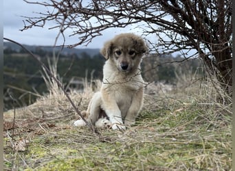 Forest sucht seine Menschen