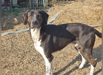 Loki - Ein Traumhund sucht sein Zuhause