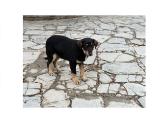 Rio sucht sein großes Glück