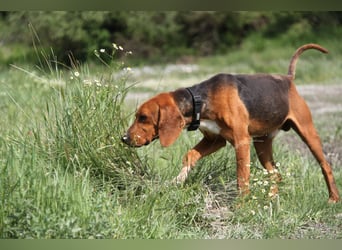 Tamam - ein sportlicher Gentlemen