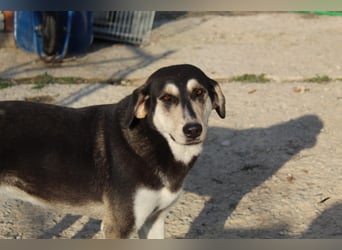 Lola - zarte Hundeseele mit großem Potenzial wartet auf ihr Für-Immer-Zuhause