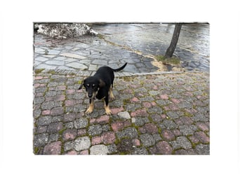 Rio sucht sein großes Glück