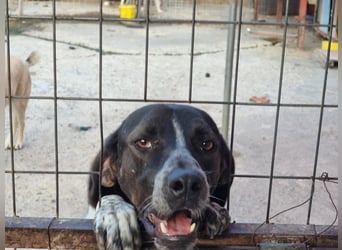 Loki - Ein Traumhund sucht sein Zuhause