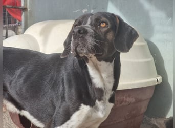 Loki - Ein Traumhund sucht sein Zuhause