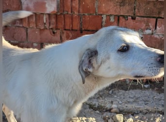 Clio - eine kleine Welpendame auf der Suche nach Geborgenheit