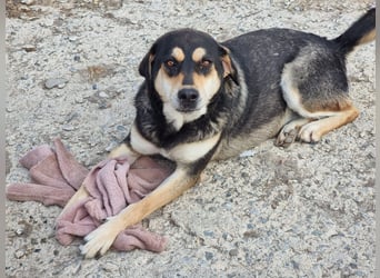 Lola - zarte Hundeseele mit großem Potenzial wartet auf ihr Für-Immer-Zuhause