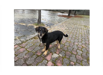 Rio sucht sein großes Glück