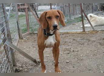 Tamam - ein sportlicher Gentlemen