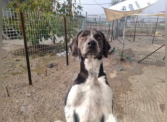 Loki - Ein Traumhund sucht sein Zuhause