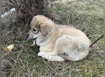 Forest sucht seine Menschen