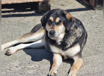 Lola - zarte Hundeseele mit großem Potenzial wartet auf ihr Für-Immer-Zuhause