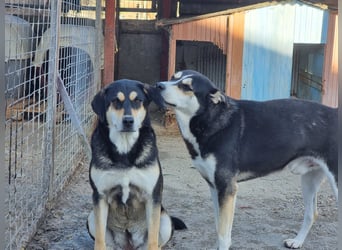 Lola - zarte Hundeseele mit großem Potenzial wartet auf ihr Für-Immer-Zuhause