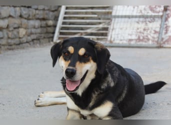 Lola - zarte Hundeseele mit großem Potenzial wartet auf ihr Für-Immer-Zuhause