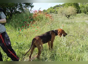 Tamam - ein sportlicher Gentlemen