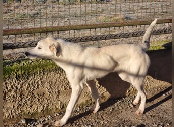 Clio - eine kleine Welpendame auf der Suche nach Geborgenheit