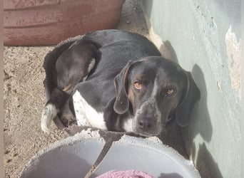 Loki - Ein Traumhund sucht sein Zuhause