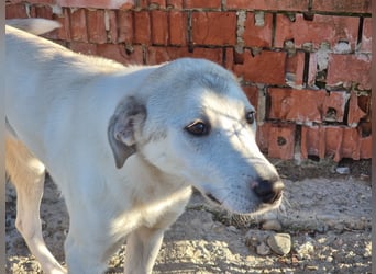 Clio - eine kleine Welpendame auf der Suche nach Geborgenheit
