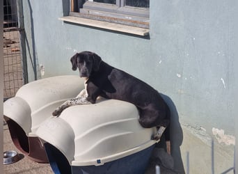 Loki - Ein Traumhund sucht sein Zuhause