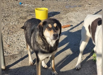 Lola - zarte Hundeseele mit großem Potenzial wartet auf ihr Für-Immer-Zuhause