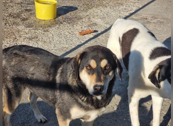 Lola - zarte Hundeseele mit großem Potenzial wartet auf ihr Für-Immer-Zuhause