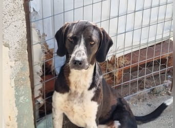 Loki - Ein Traumhund sucht sein Zuhause