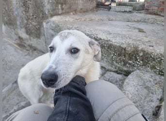 Clio - eine kleine Welpendame auf der Suche nach Geborgenheit